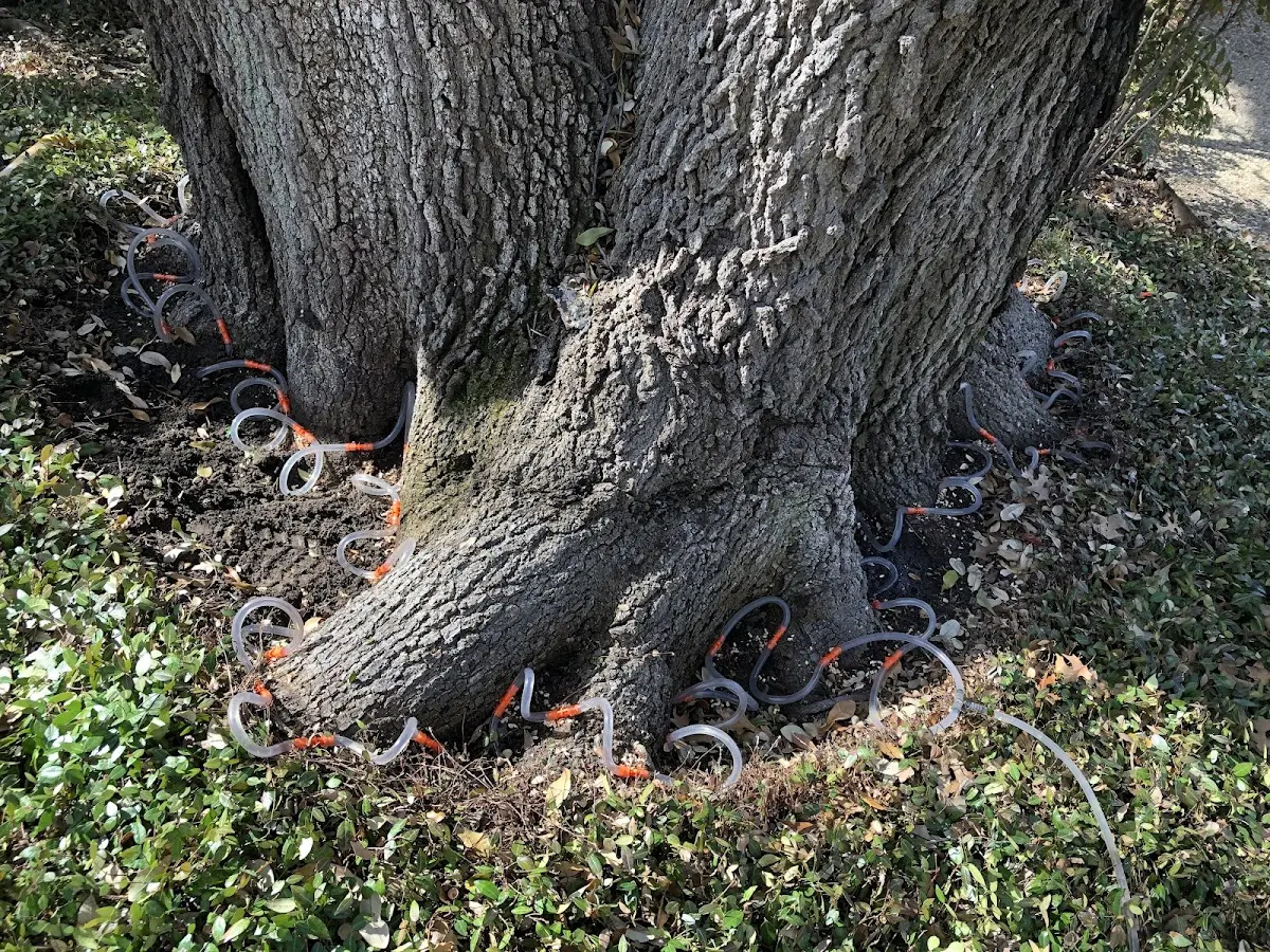 Detailed Tree Cabling and Bracing job site in Hoehne