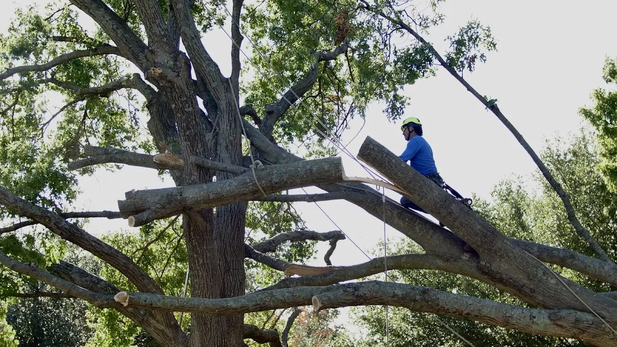 Professional Hazardous Tree Removal performed by certified arborists in Hoehne