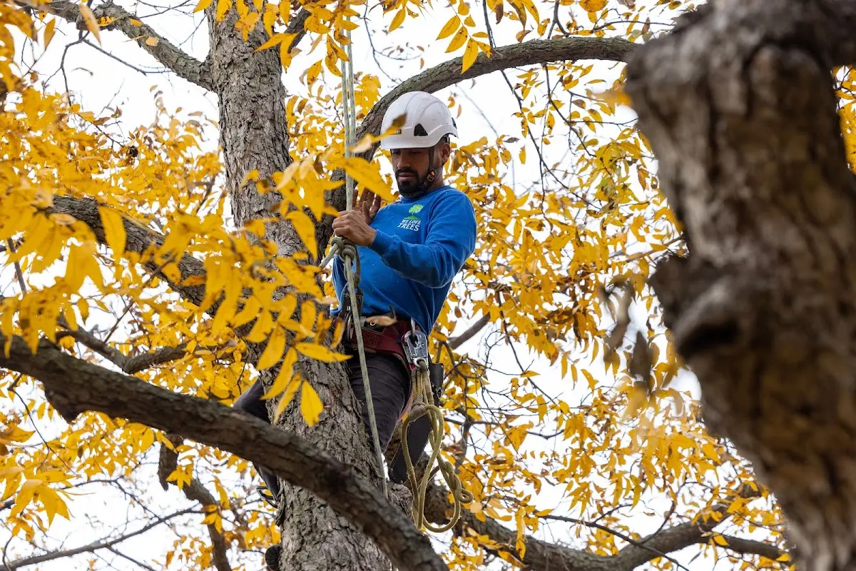 Skilled Tree Transplanting crew working in Hoehne