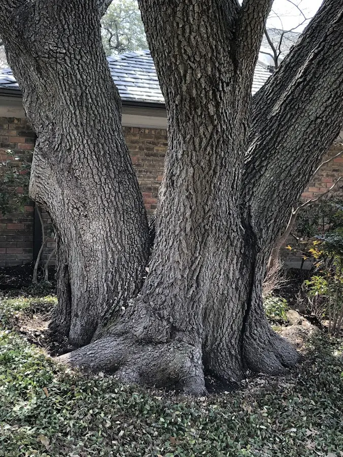 Mature heritage tree close to a Hoehne property cared for by certified arborists